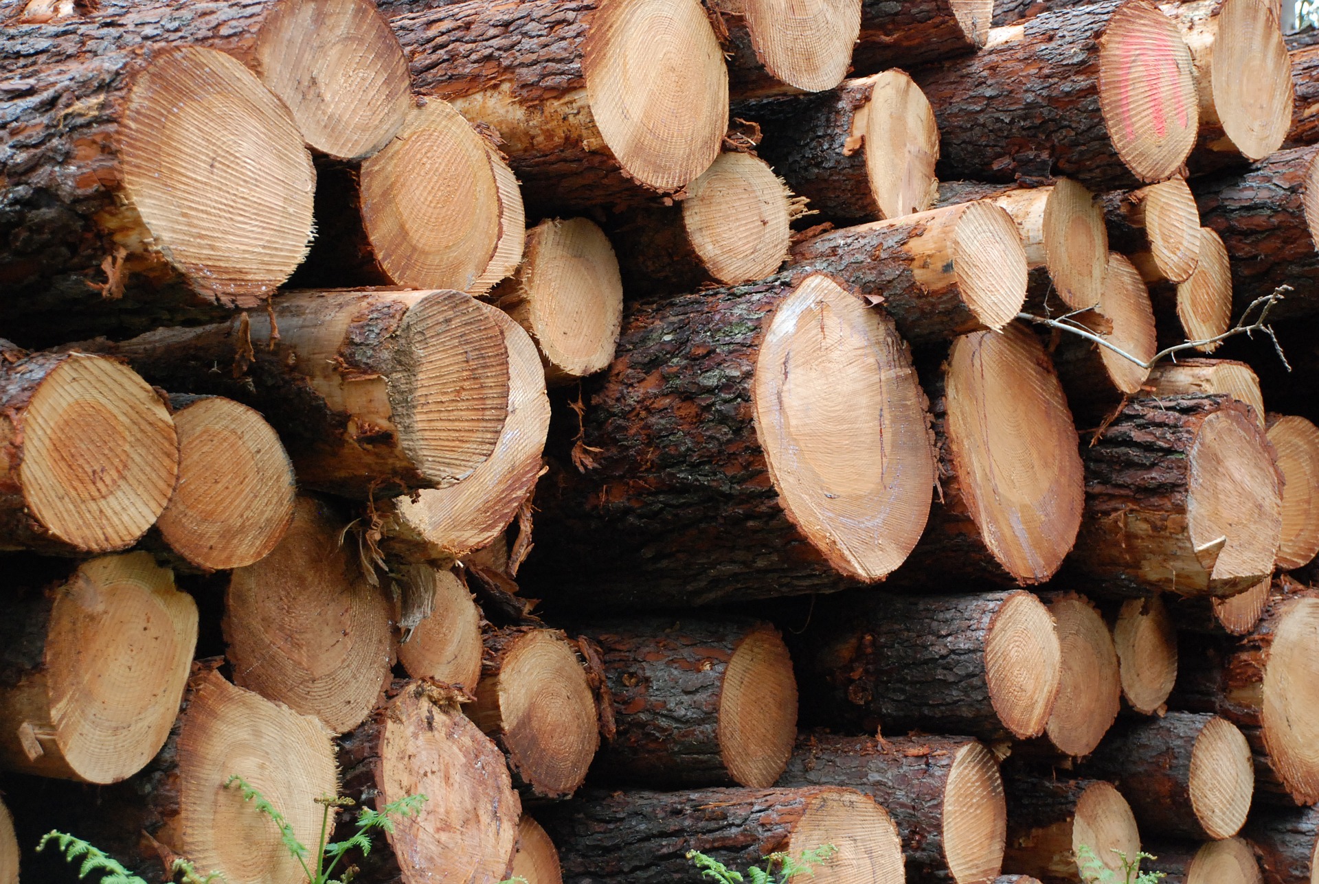 Huge spike in Surrey tree cuts