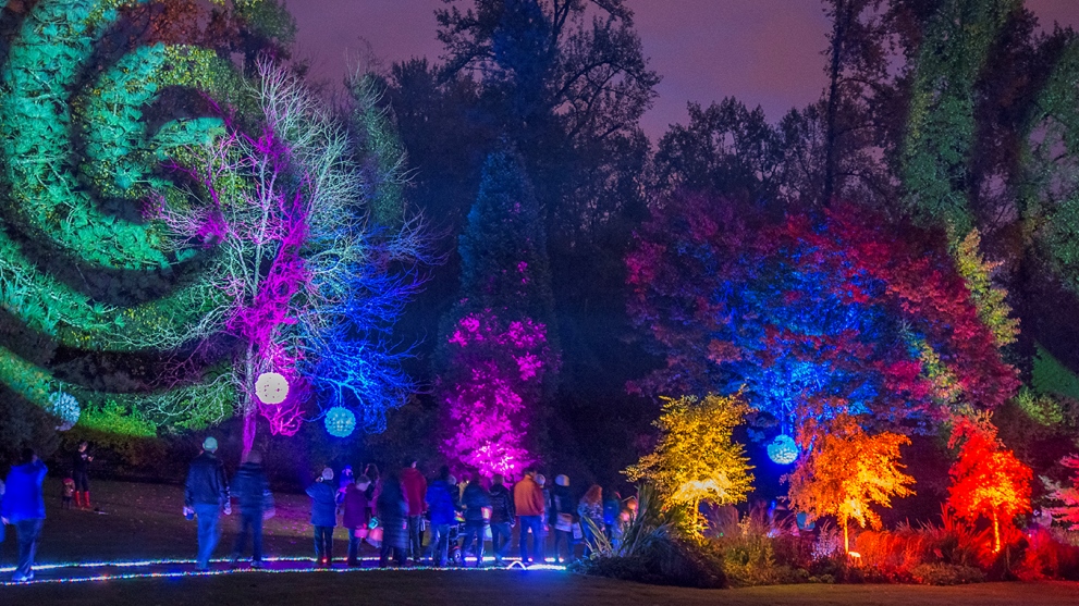 Garden Light Festival in Surrey.