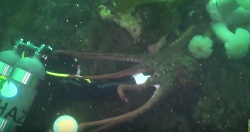 VIDEO: Vancouver Island Diver VS Octopus – Yikes!!!