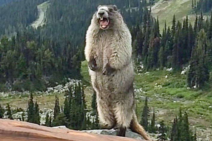 NICE MARMOT
