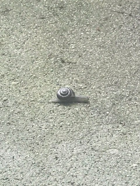 The snail