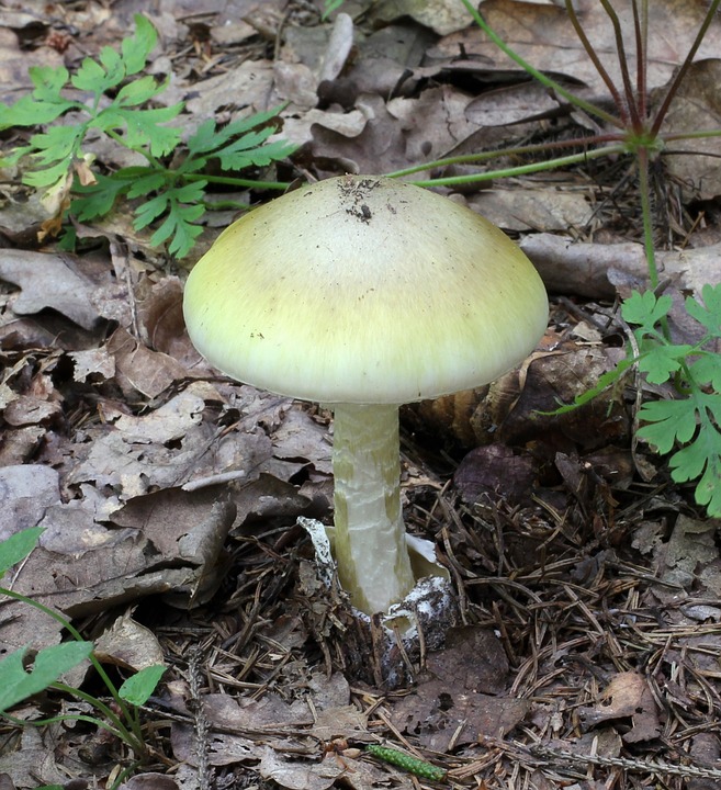 Fraser Valley residents warned of deadly mushroom species