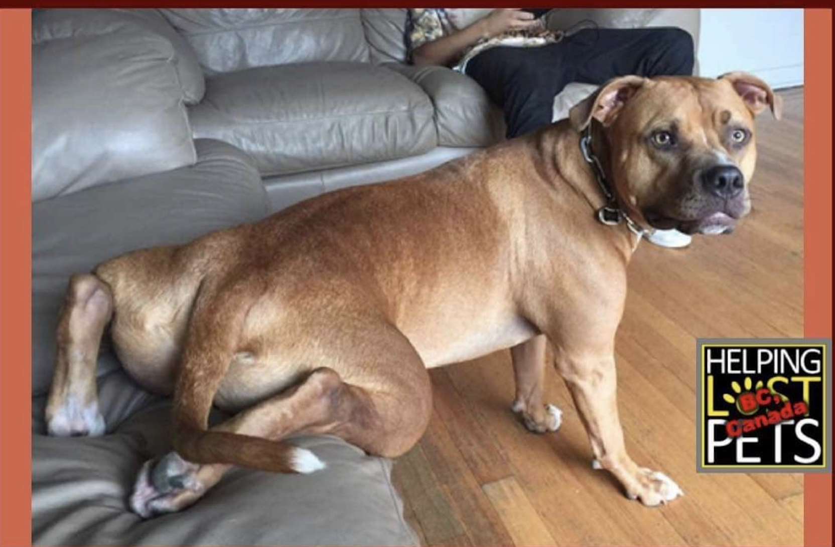 Zeus Found Safe & Sound