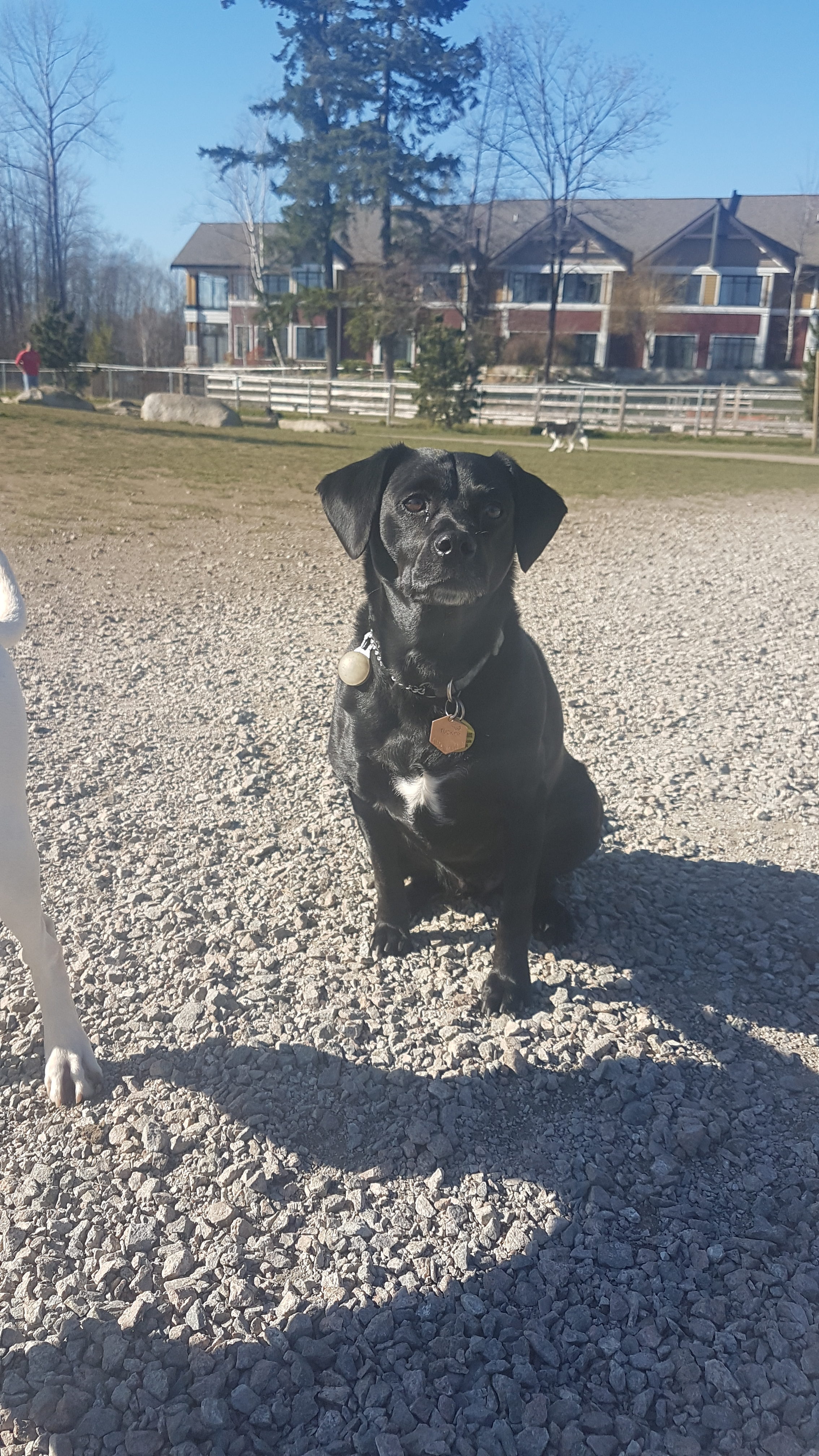 Fun at the Clayton Dog Park!