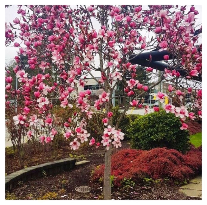 A sea of pink South of the Fraser!