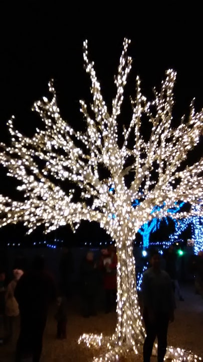 Photos: The Lights at Bear Creek Park
