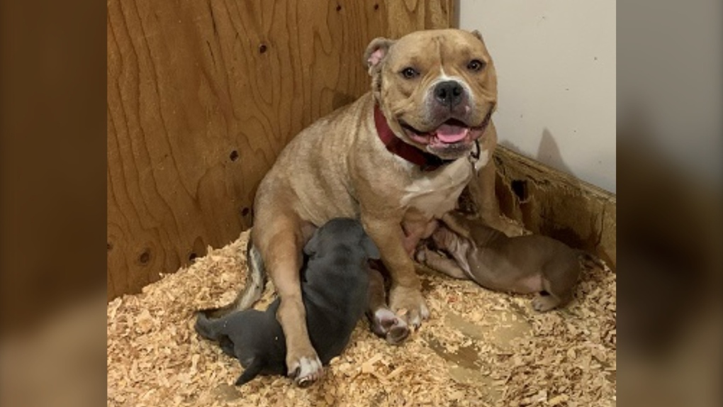 A FEEL GOOD REUNION OF A MAMA WITH HER PUPPIES
