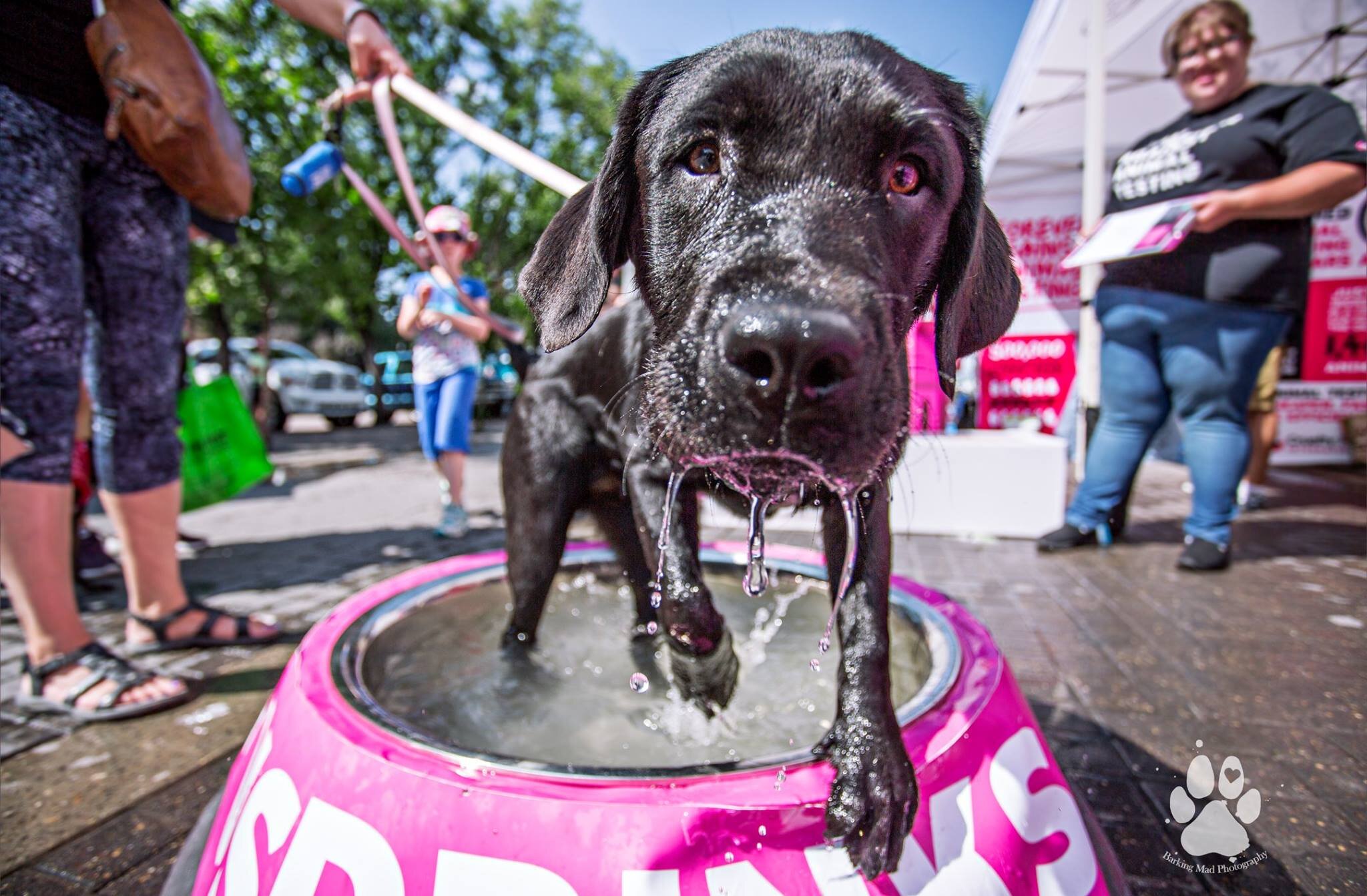 Pet-A-Palooza Comes to Vancouver This September!