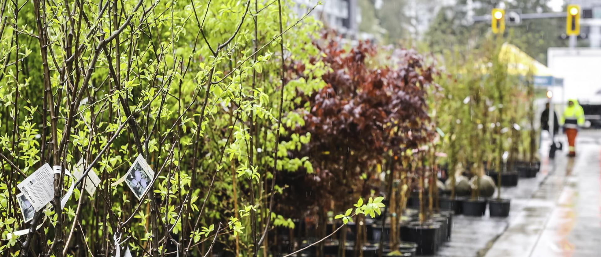 Surrey’s August Tree Sale Starts Next Week!