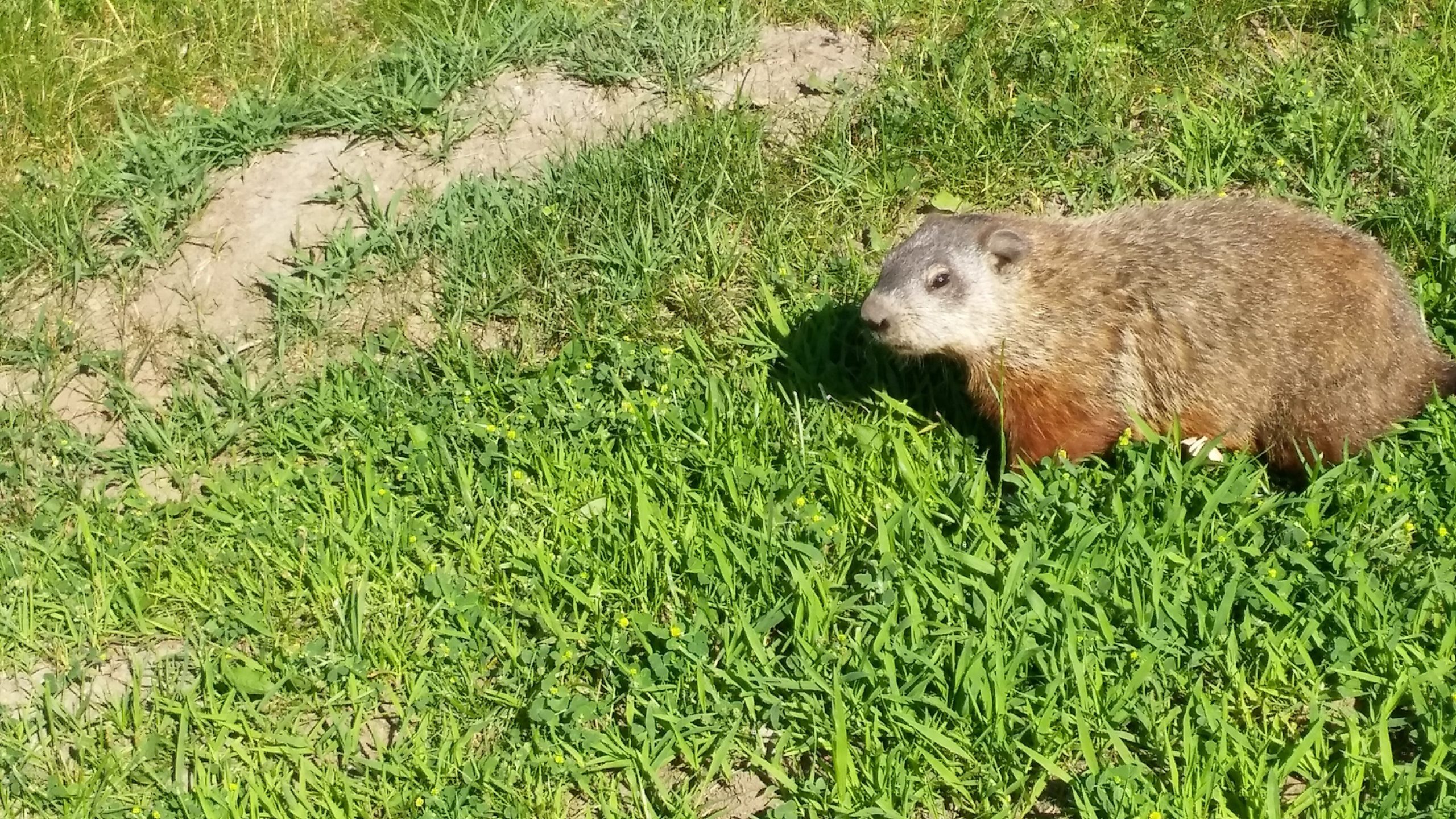 Happy Groundhog Day! Canada’s 2 Famous Groundhogs Are Giving Us Mixed Results This Year..